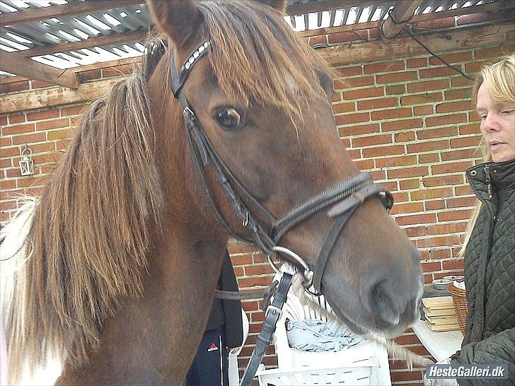 Pinto Saxpo Pleasure. billede 5