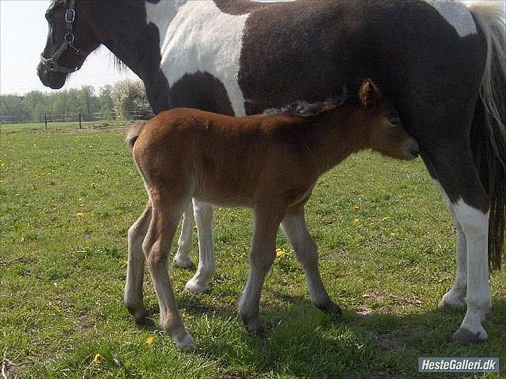 Pinto Saxpo Pleasure. - Pleasure med hendes lille føl, Pludde<3 billede 6