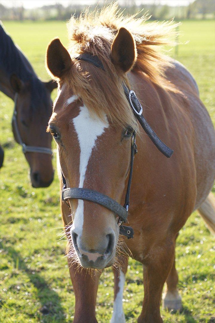 New Forest Søgård Roxana - foldtid! <3 billede 6