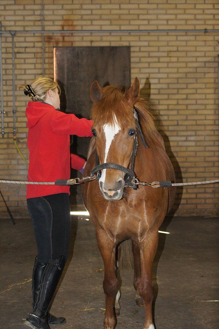 New Forest Søgård Roxana - En dejlig strigletur :) billede 7