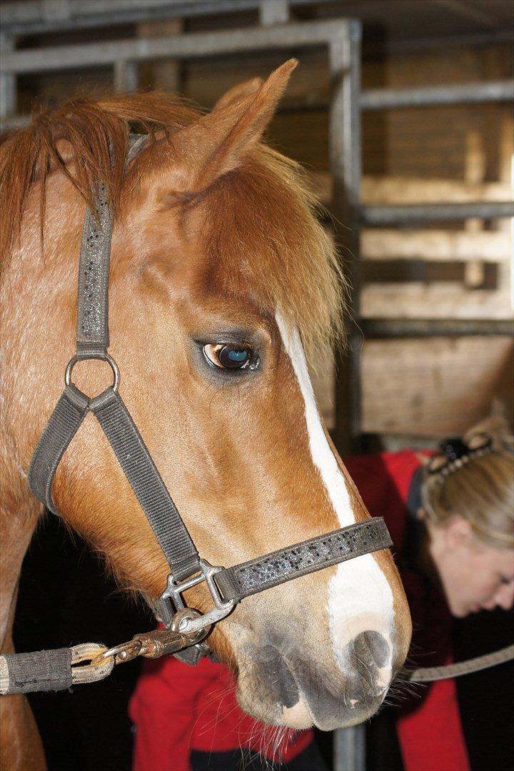 New Forest Søgård Roxana - :) billede 8