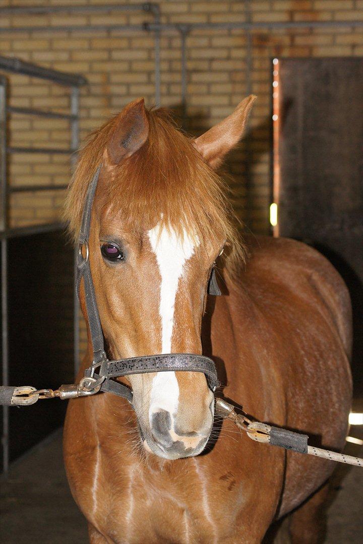 New Forest Søgård Roxana - smukke pony! <3 billede 9