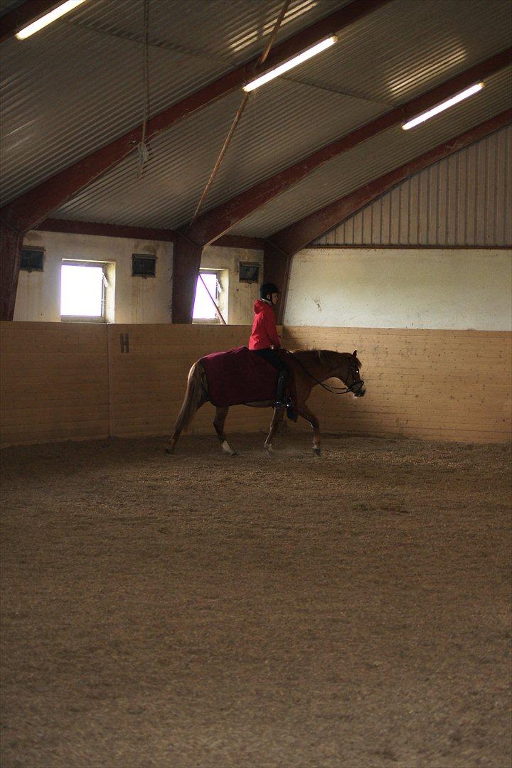 New Forest Søgård Roxana - skridte varm :) billede 10