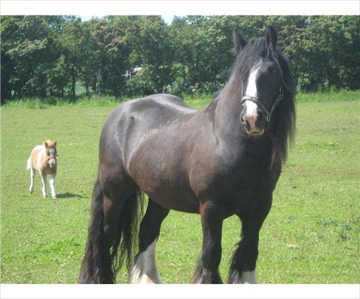 Tinker Dr. Wolle tidlig hest billede 1