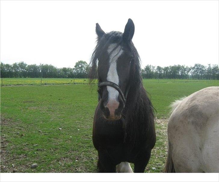 Tinker Dr. Wolle tidlig hest billede 2