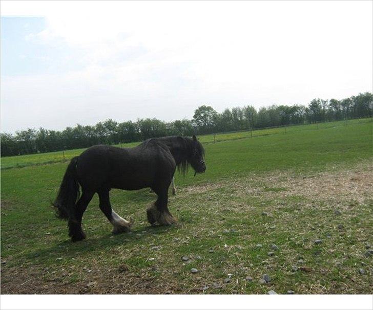Tinker Dr. Wolle tidlig hest billede 3