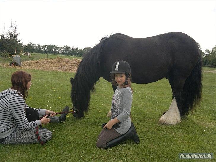 Tinker Dr. Wolle tidlig hest billede 5