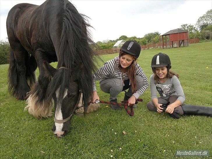 Tinker Dr. Wolle tidlig hest billede 6