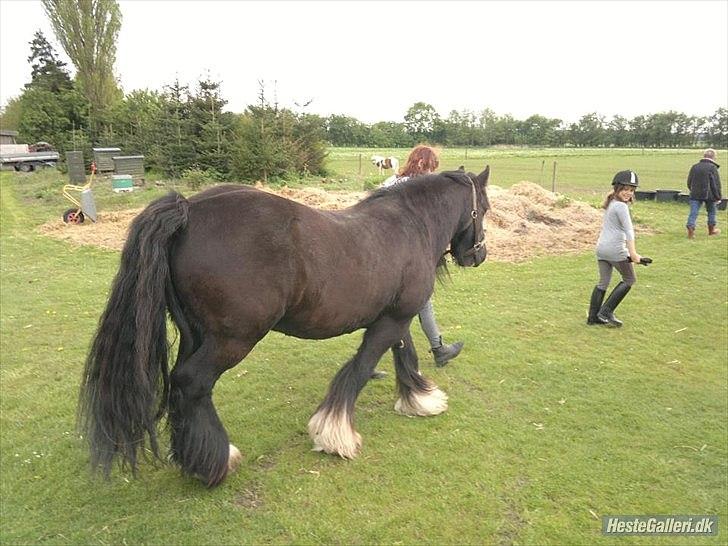 Tinker Dr. Wolle tidlig hest billede 8