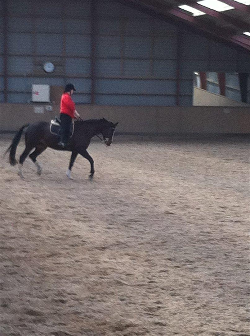 Dansk Varmblod zaragoza billede 14