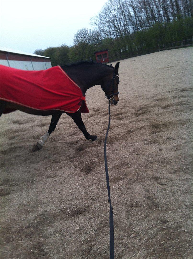 Dansk Varmblod zaragoza billede 15