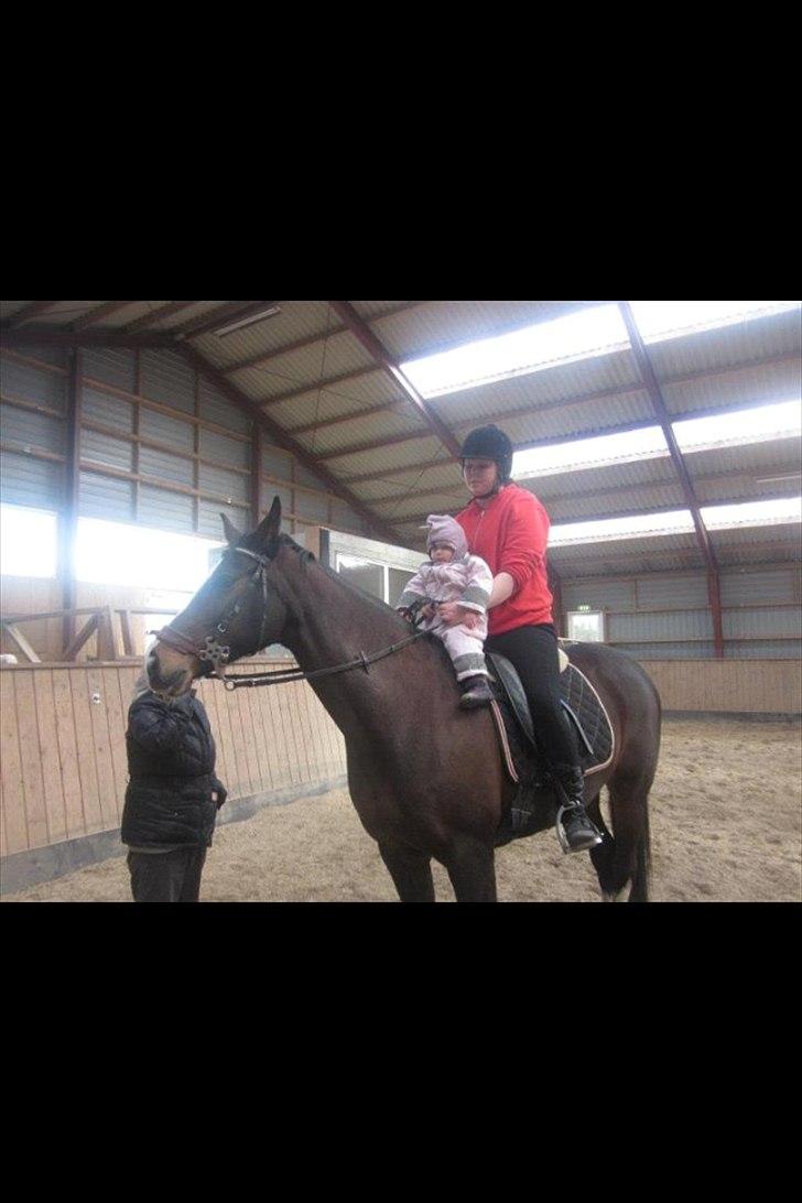 Dansk Varmblod zaragoza - Ella på ryggen af zago <3 billede 16