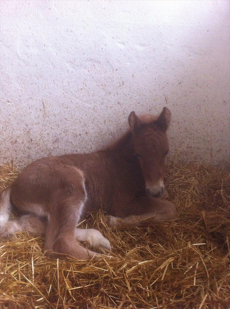 Anden særlig race Jættegårdens Abselon billede 1