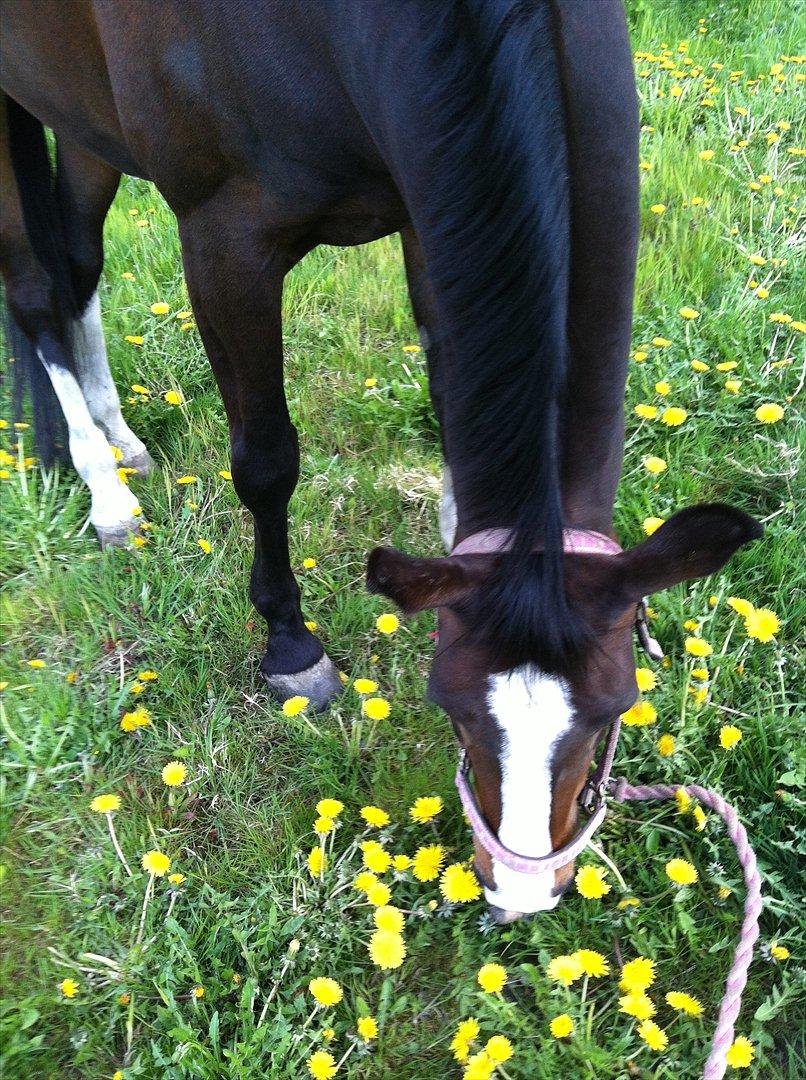 Dansk Varmblod zaragoza billede 17