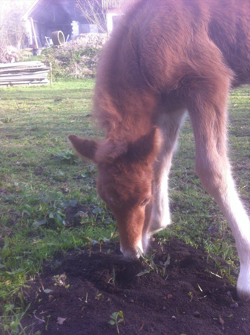 Anden særlig race Jættegårdens Abselon billede 3