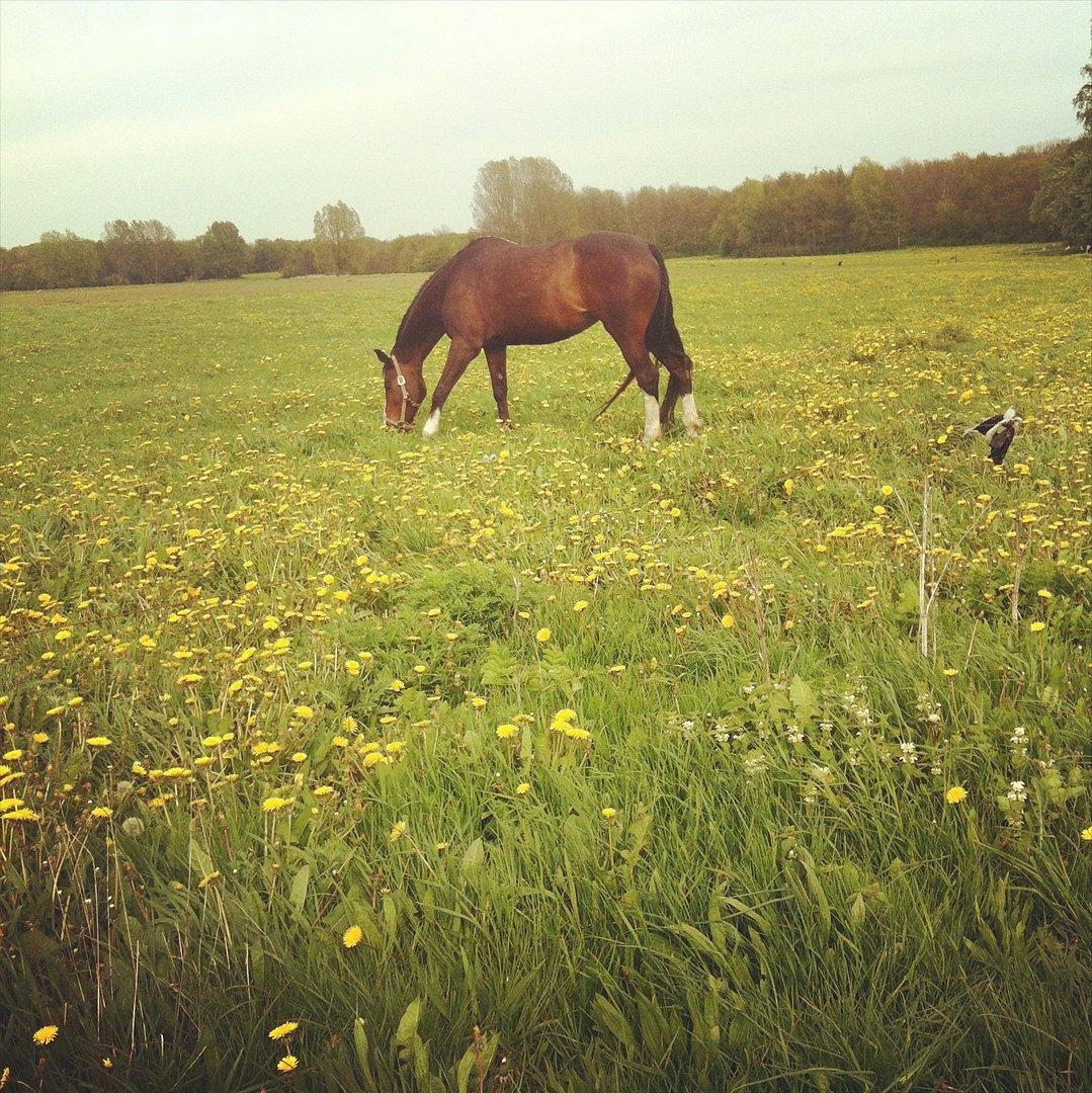 Dansk Varmblod zaragoza billede 18