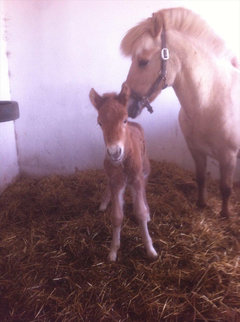 Anden særlig race Jættegårdens Abselon billede 4