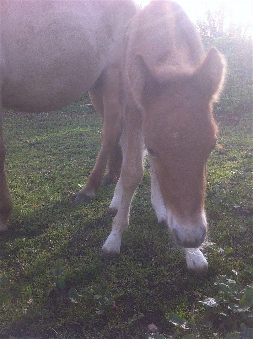 Anden særlig race Jættegårdens Abselon billede 5