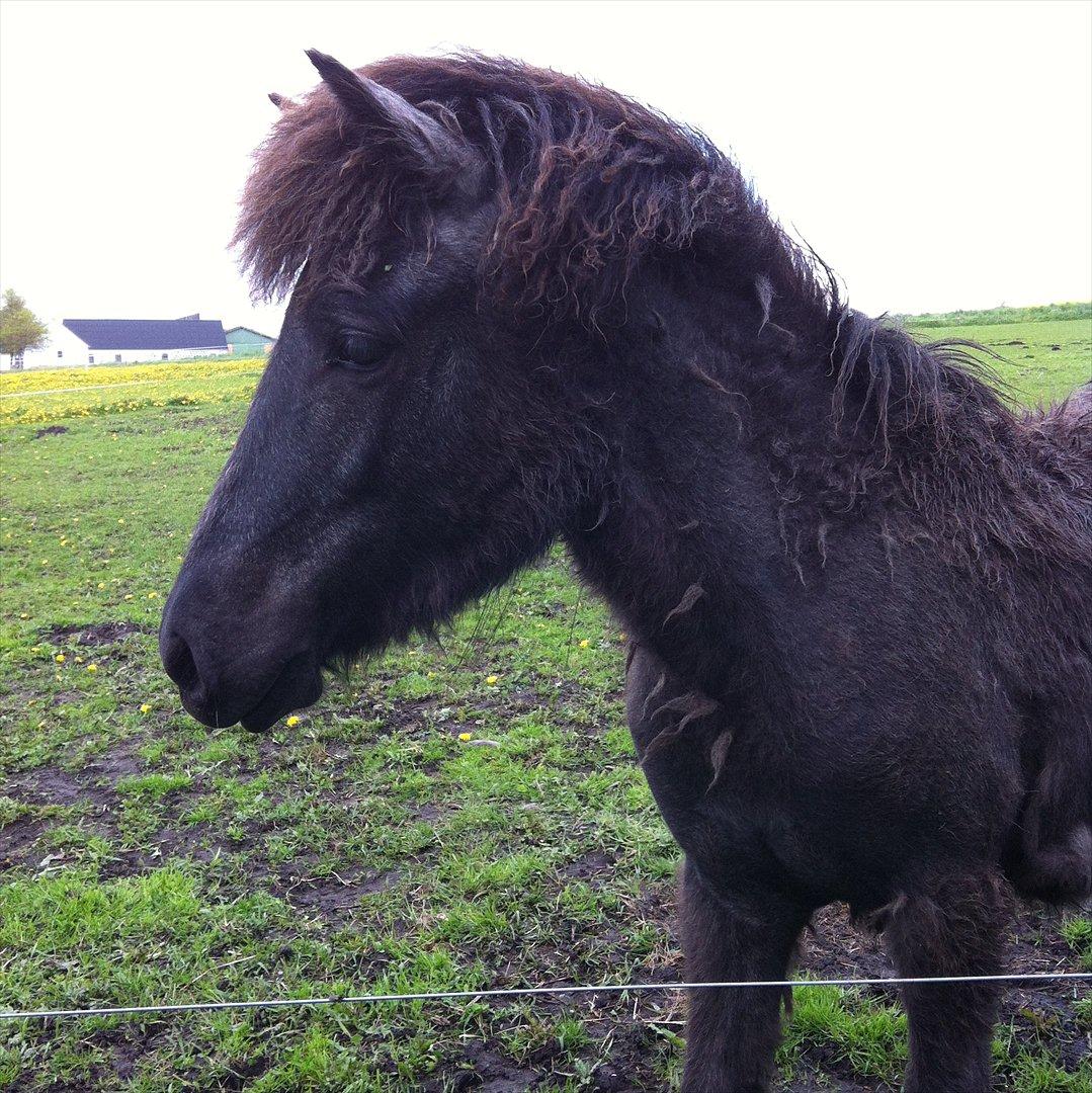 Islænder Sjóli | Min bedsteven<3 |  billede 11