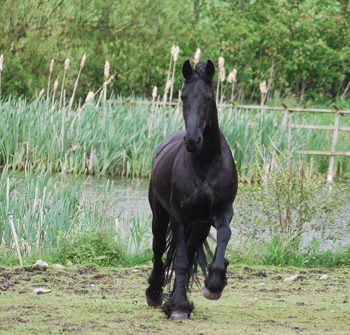 Frieser Teske Van Het Zuidereind billede 6