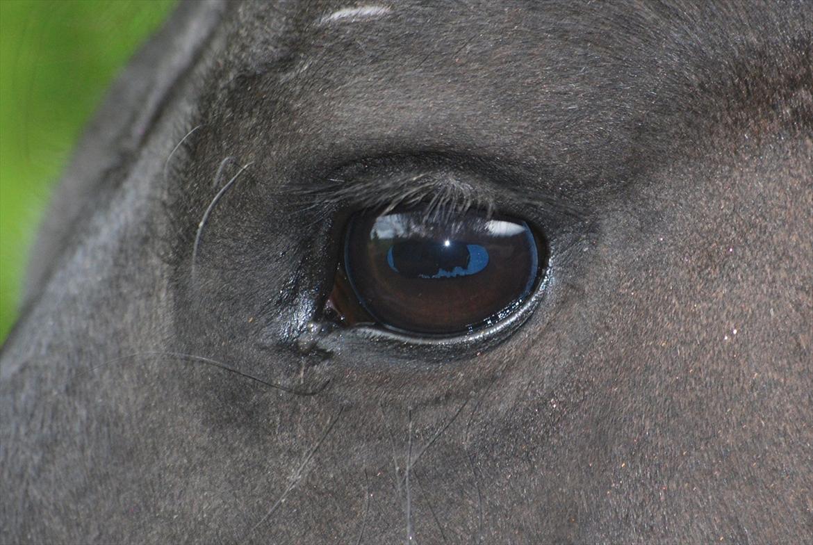 Frieser Teske Van Het Zuidereind billede 5