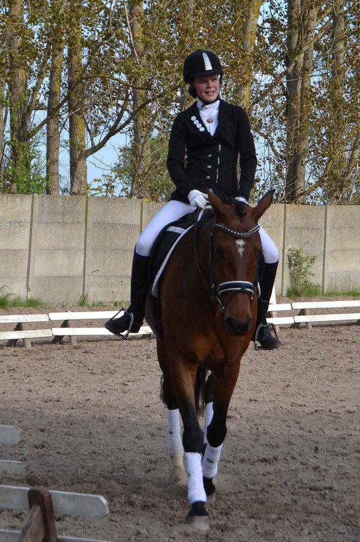 Dansk Varmblod Poldine - Sølyst Himmelhest billede 8