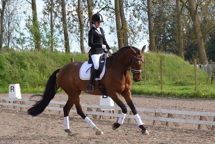 Dansk Varmblod Poldine - Sølyst Himmelhest billede 2