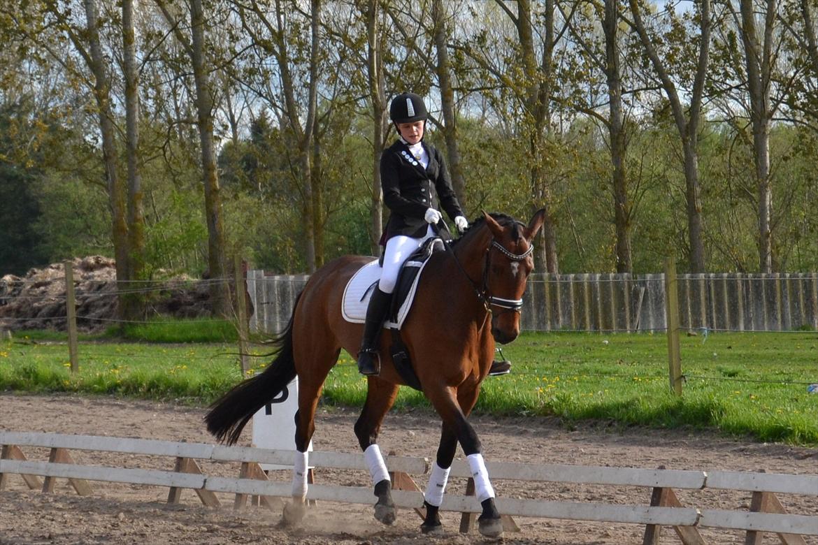 Dansk Varmblod Poldine - Sølyst Himmelhest billede 9