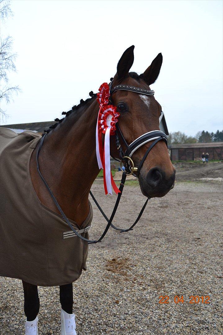 Dansk Varmblod Poldine - Sølyst Himmelhest billede 13