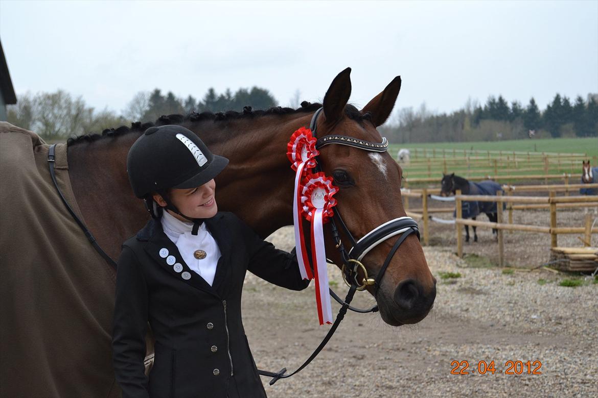 Dansk Varmblod Poldine - Sølyst Himmelhest billede 14