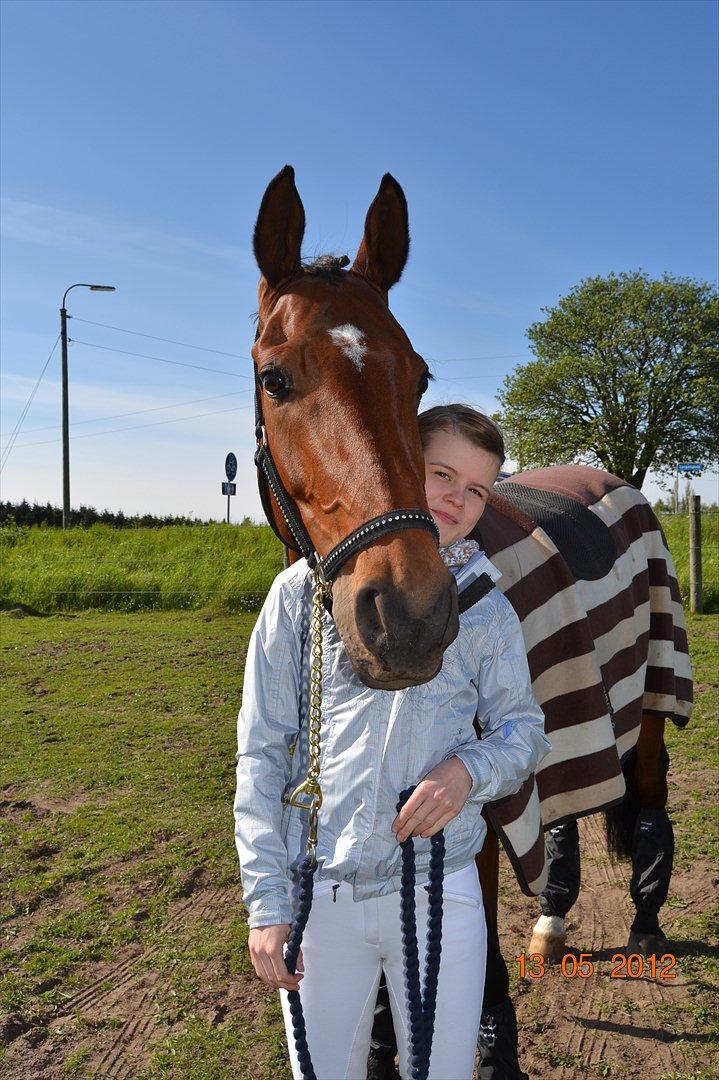 Dansk Varmblod Poldine - Sølyst Himmelhest billede 3