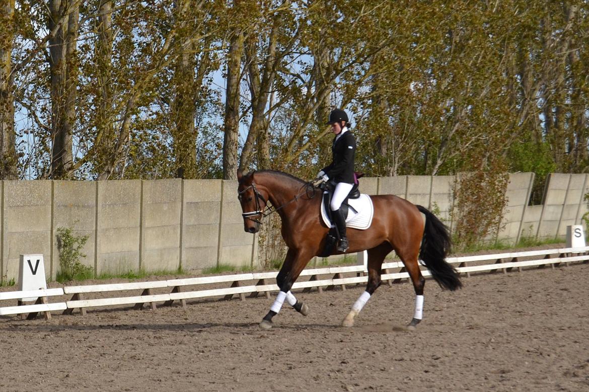 Dansk Varmblod Poldine - Sølyst Himmelhest billede 4