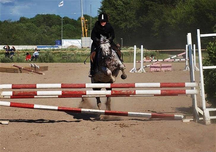 Anden særlig race Benno MITETOGALT! - SOLGT :'( RIDESKOLEHEST - Benno og jeg, min sidste tur :-( billede 18