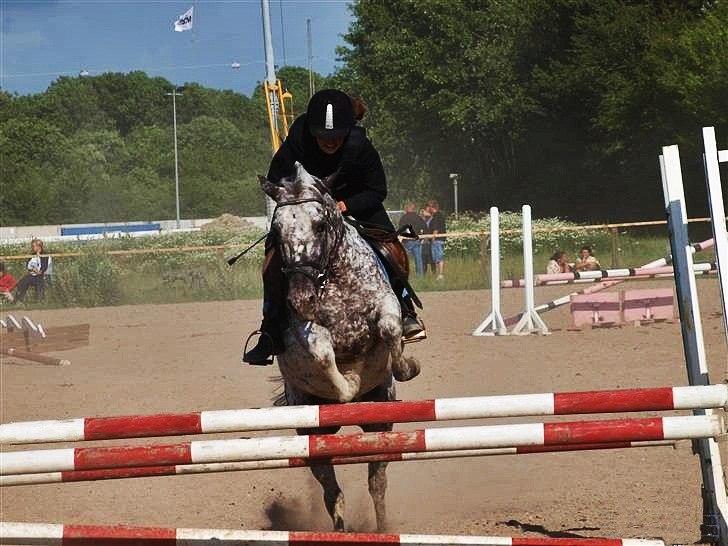 Anden særlig race Benno MITETOGALT! - SOLGT :'( RIDESKOLEHEST - Benno og jeg, min sidste tur :-( billede 19