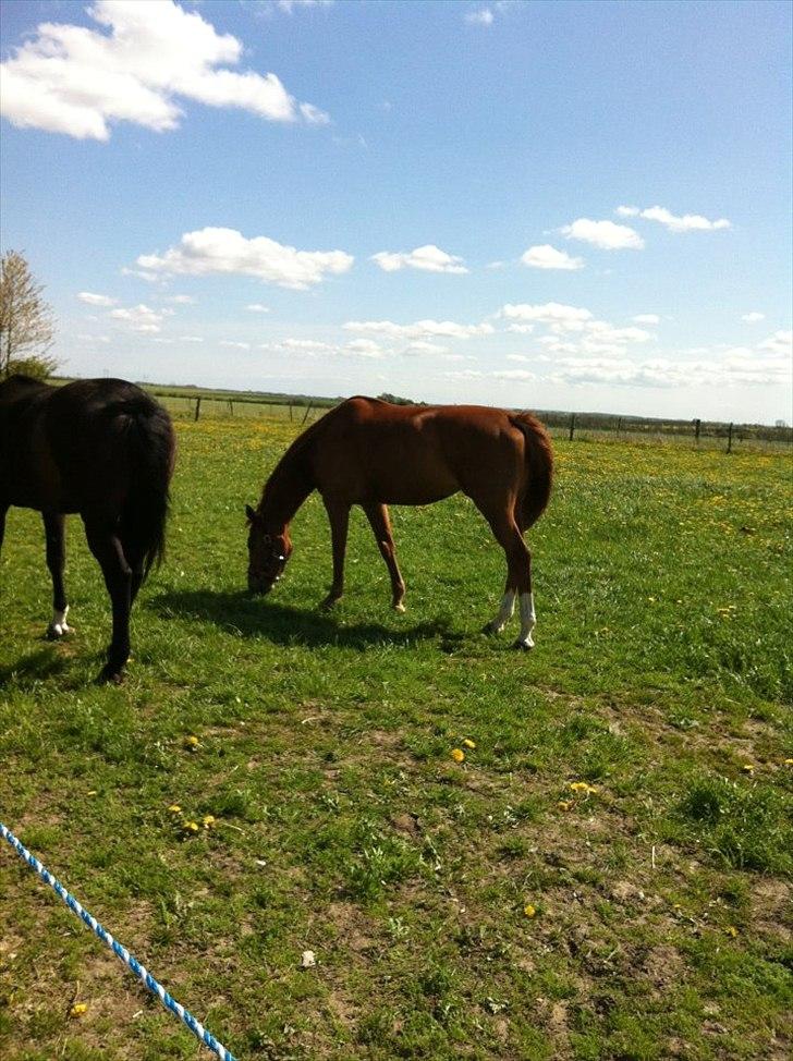 Dansk Varmblod Habita (bambi) billede 1