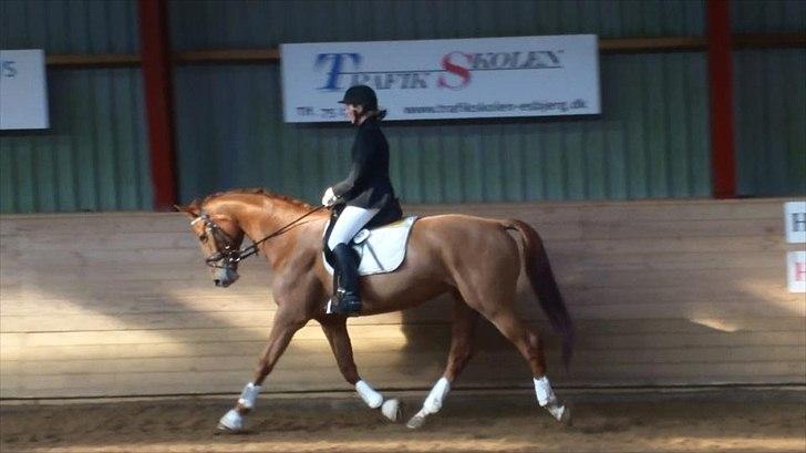 Dansk Varmblod Habita (bambi) billede 2