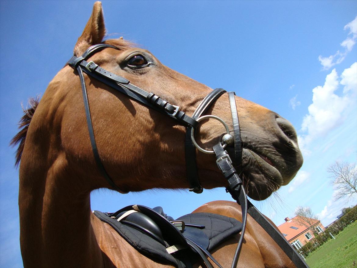 Anden særlig race Artemis - 1# Smukke Artemis!<3 billede 1