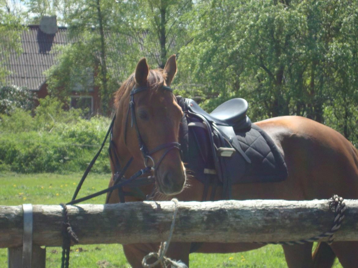 Anden særlig race Artemis - 3# Arte er klar til at ride. <3 billede 3