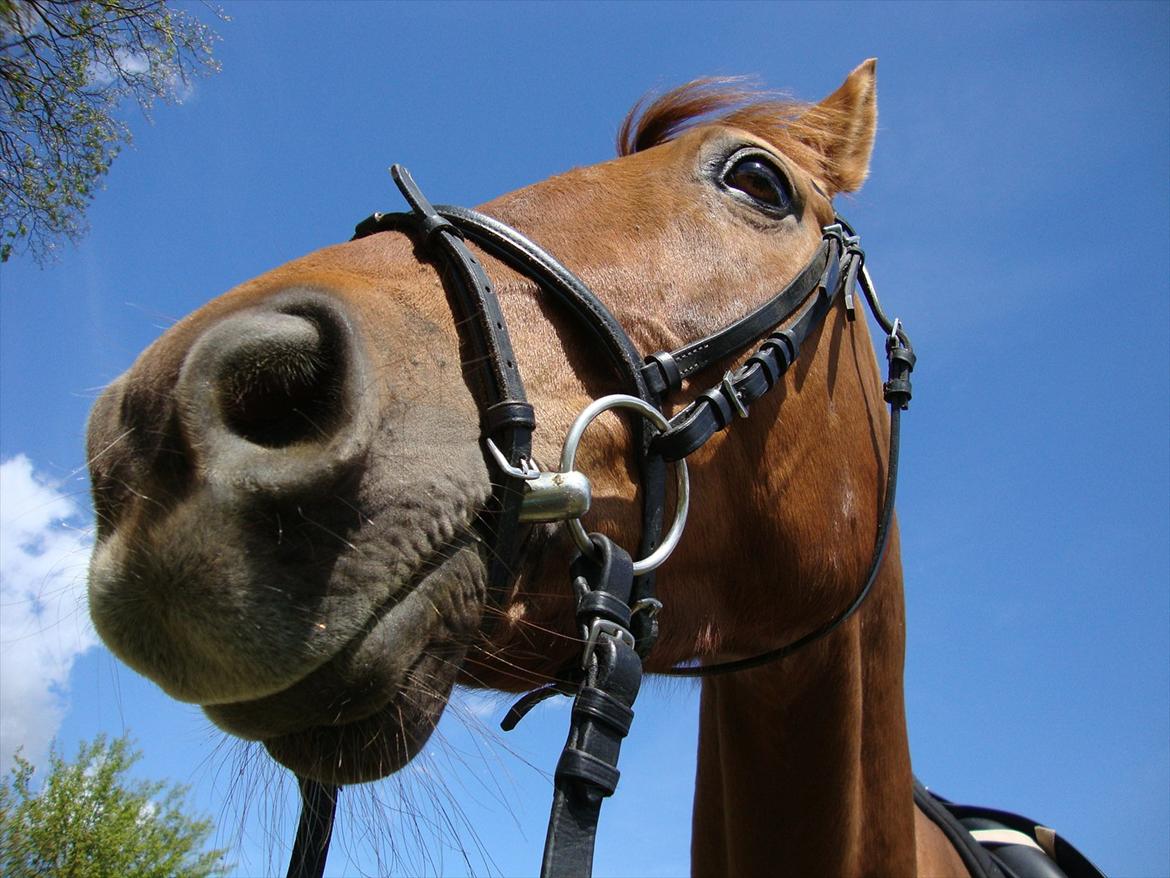 Anden særlig race Artemis - 4# Flotte Arte!:D<3 billede 4