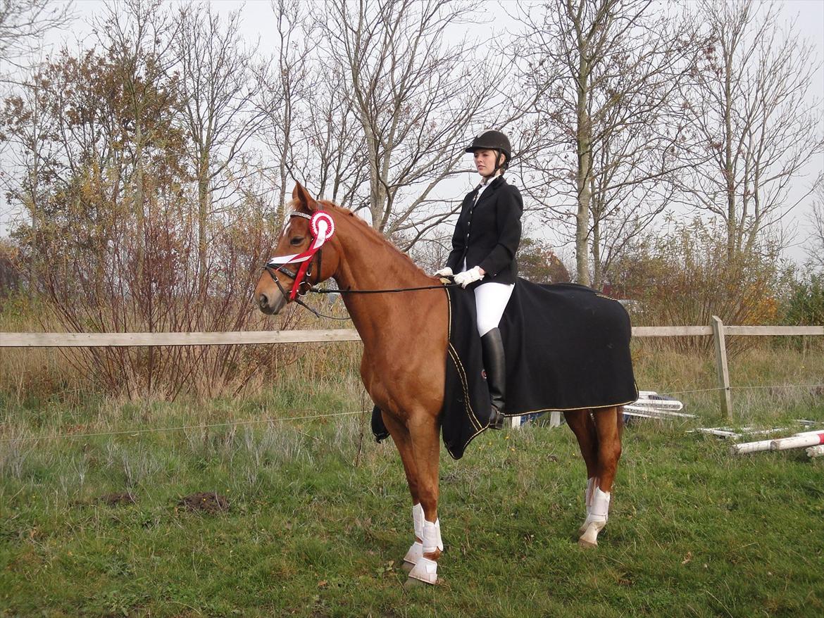 Dansk Varmblod Habita (bambi) billede 3