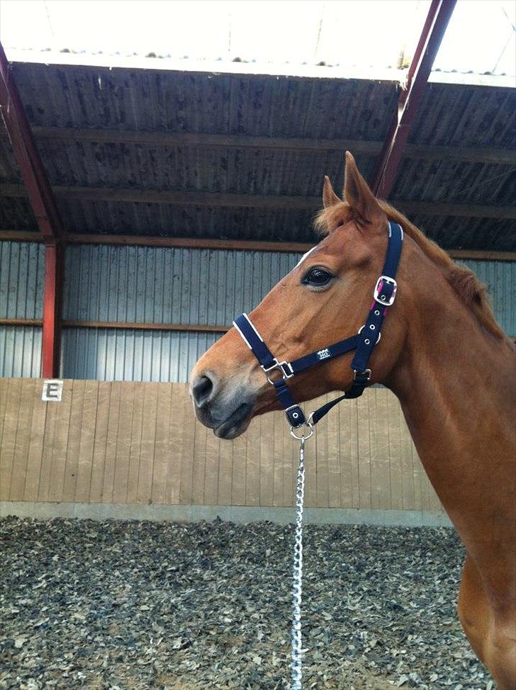 Dansk Varmblod Habita (bambi) billede 4