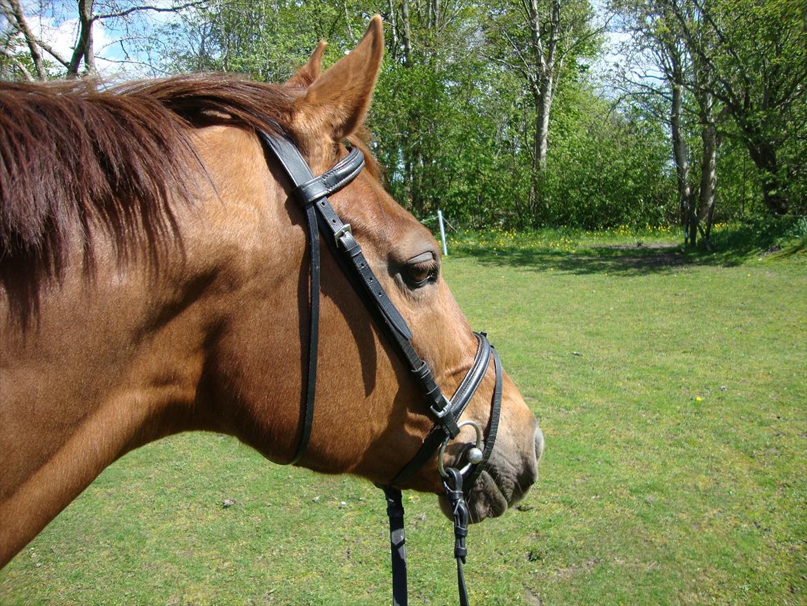 Anden særlig race Artemis - 8# På vej over til ridebanen! <3 billede 8