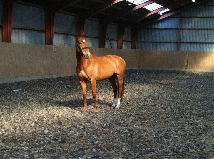 Dansk Varmblod Habita (bambi) billede 5