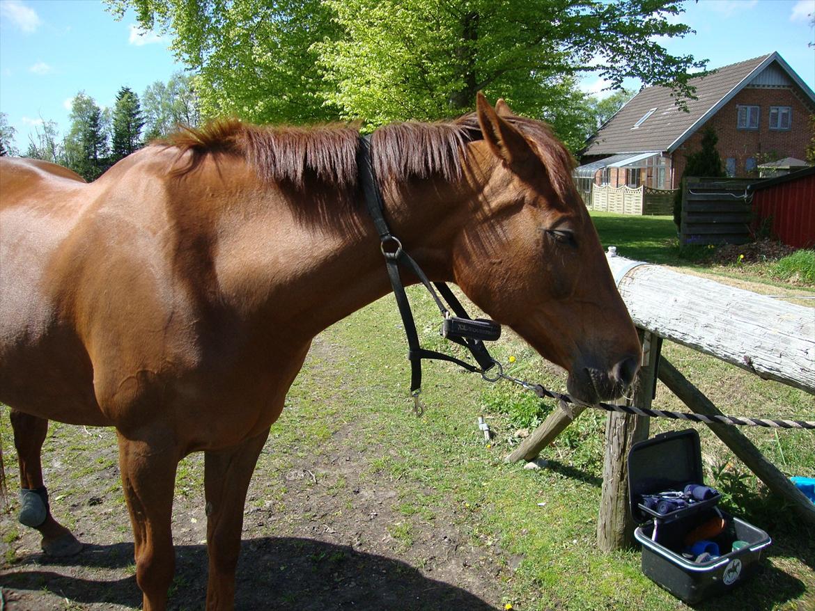 Anden særlig race Artemis - 14# Så dovner man den lige lidt, var Arte?<3 billede 14