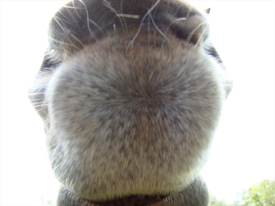 Anden særlig race Artemis - 9# Artes mule! Når jeg ser dette billede får jeg virkelig lyst til at nusse og kysse den der mule! :-D<3<3. billede 9