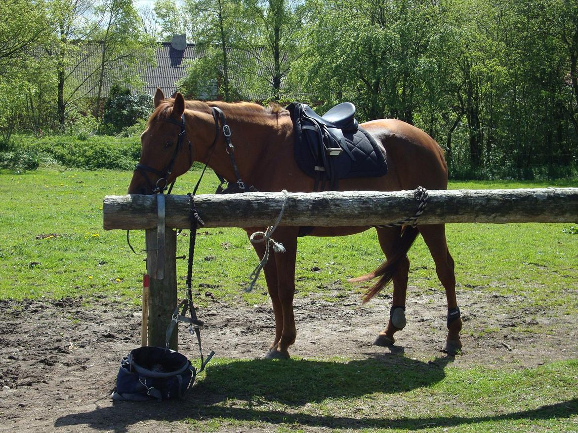 Anden særlig race Artemis - 10# Nu skal vi ride! :-D<3<3 billede 10