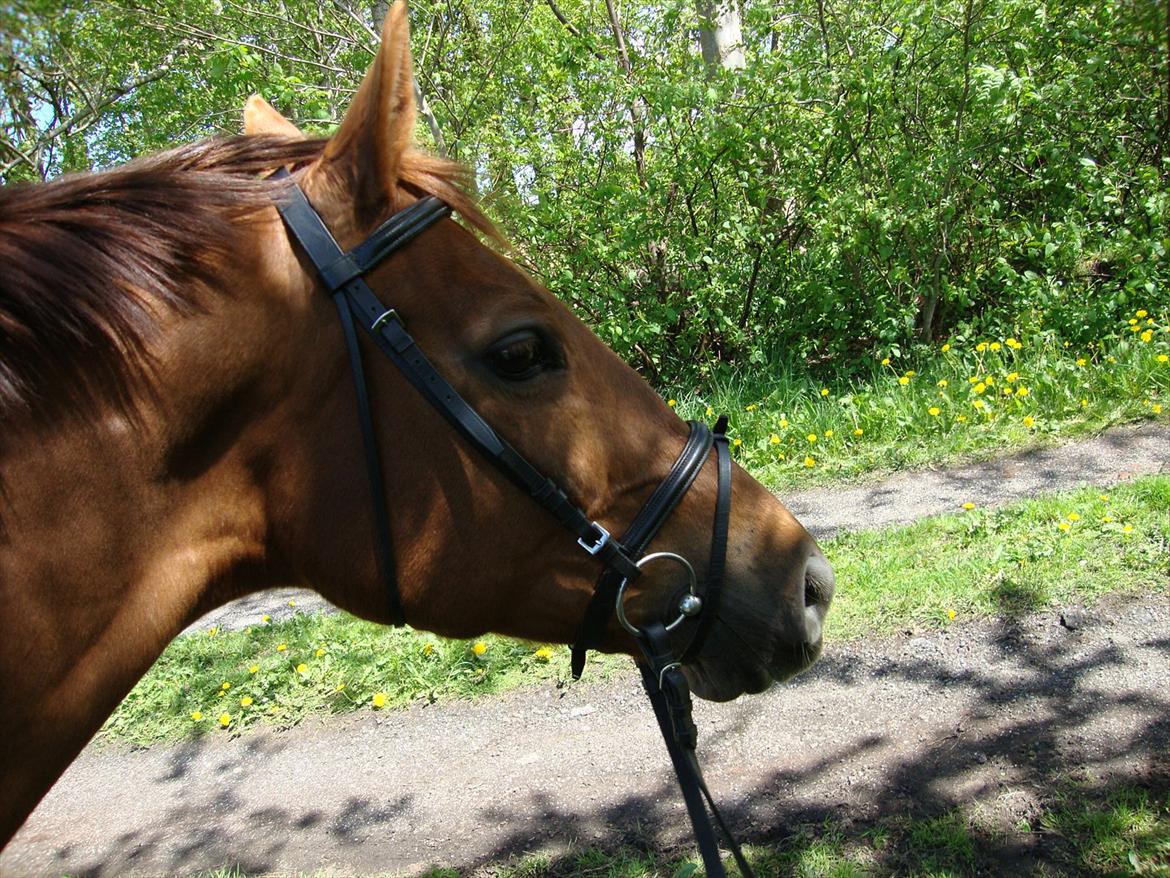 Anden særlig race Artemis - 11# På vej over til ridebanen! <3 billede 11