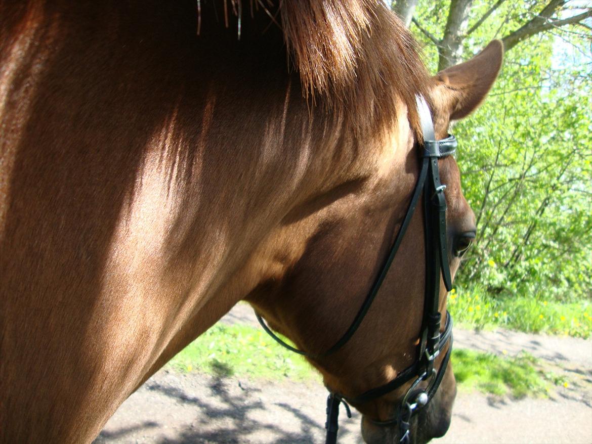 Anden særlig race Artemis - 2# Flotte hest! <3 billede 2
