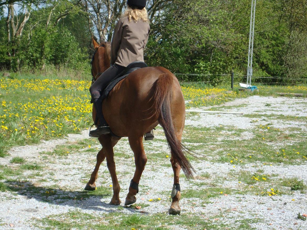 Anden særlig race Artemis - 15# Når enden er god, er alting godt! :-I<3<3. billede 15