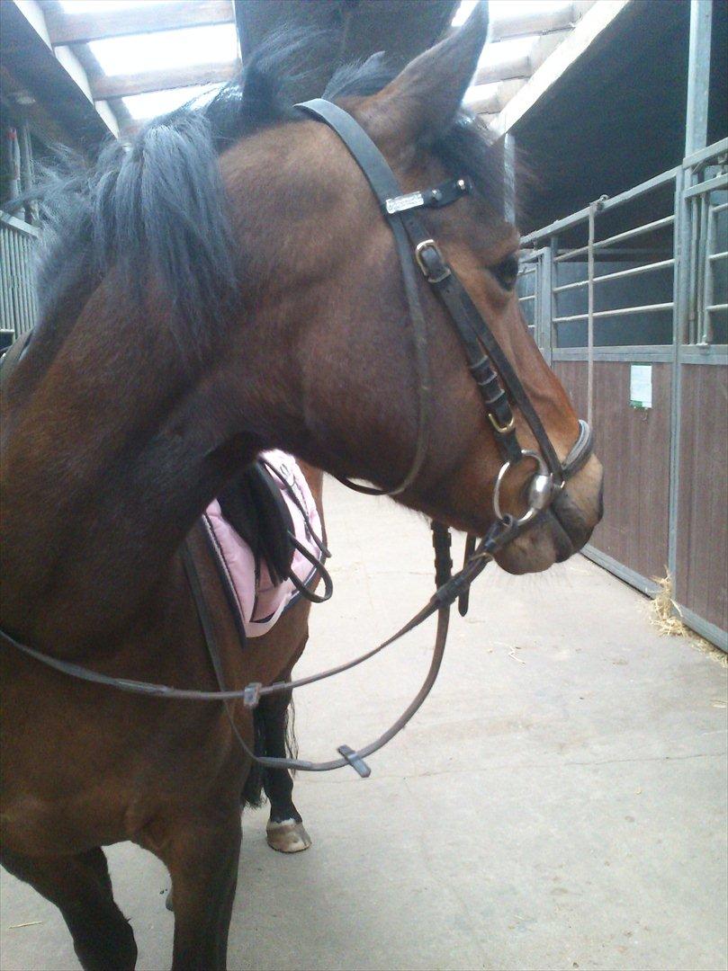 Anden særlig race Hope - Hope hilser på en anden hest billede 3